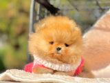 Safkan Teddy Surat Pomeranian Boo Yavrularımız