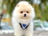 Safkan Teddy Surat Pomeranian Boo Yavrularımız