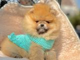 Safkan Teddy Surat Pomeranian Boo Yavrularımız