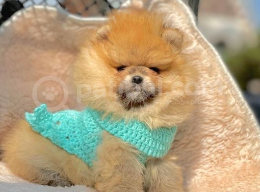 Safkan Teddy Surat Pomeranian Boo Yavrularımız görsel