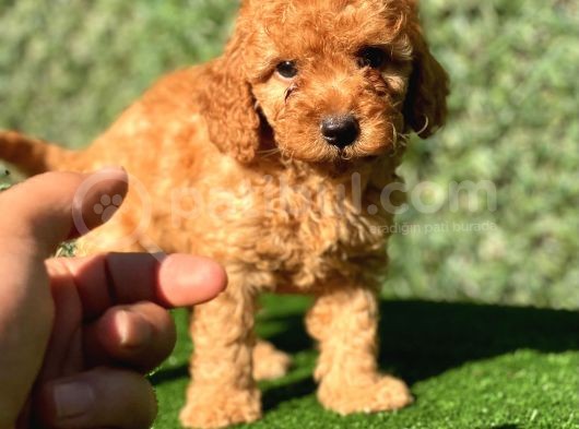Safkan Poodle Bebeklerimiz