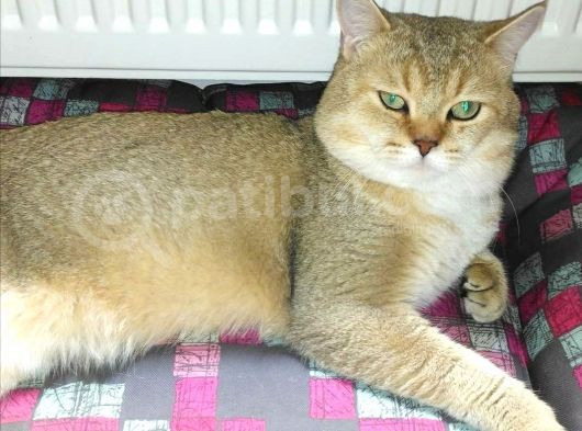 Scotısh Golden Ve Silver Shaded Dişi Ve Erkek Yavrular  görsel