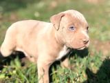 Safkan pitbul yavrular rezerveye açıktır