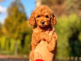 Bebek Surat Toy Poodle Bebekler