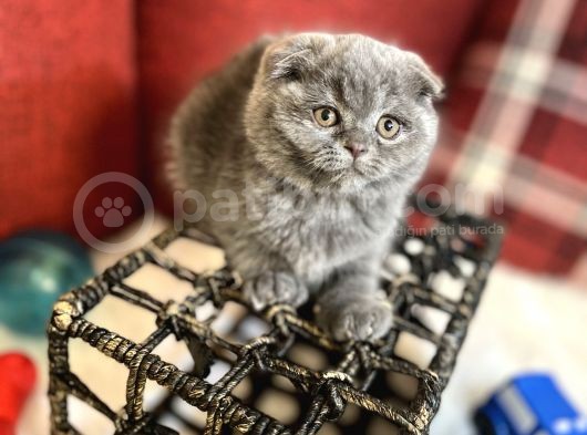 Show Face Scottish Fold Orjinal Gri Renk Super Yavru görsel