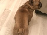 Orijinal Red Fawn French Bulldog