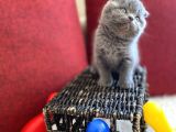Top Kafa Scottish Fold Oyuncu Gri Renk Yavru