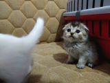 Scottish Straight British Gold Yavrular