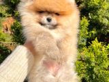Boo Pomeranian Ayıcık Sevimli Yavrular