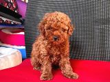 Red Brown Toy Poodle Yavrular