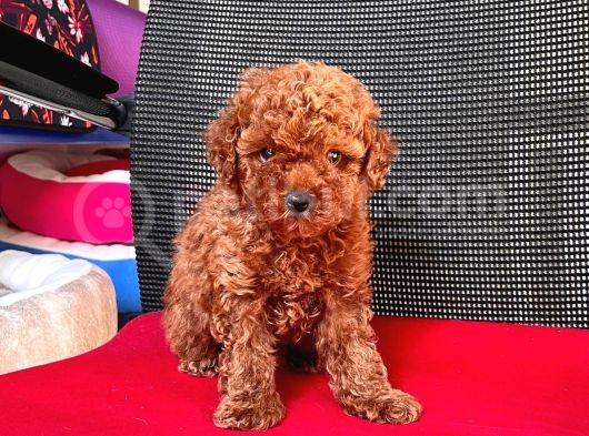 Red Brown Toy Poodle Yavrular görsel
