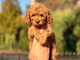 Muhtesem Guzellikte Toy Poodle Yavrularimiz