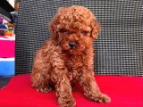 Red Brown Toy Poodle Yavrular
