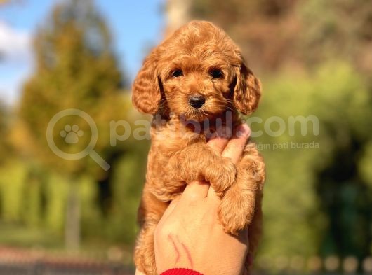 Muhtesem Guzellikte Toy Poodle Yavrularimiz