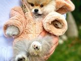 Irk Ve Sağlık Garantili Pomeranian Boo Yavrularımız