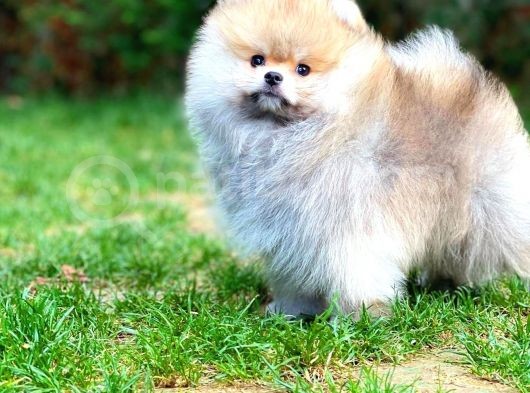 Irk Ve Sağlık Garantili Pomeranian Boo Yavrularımız görsel