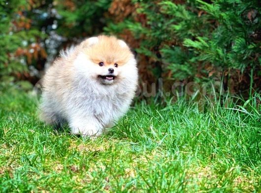 Irk Ve Sağlık Garantili Pomeranian Boo Yavrularımız görsel