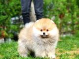 Irk Ve Sağlık Garantili Pomeranian Boo Yavrularımız