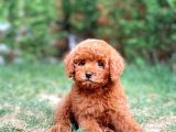 Toy Poodle Yavrumuz  'Frodo '