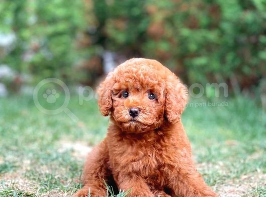 Toy Poodle Yavrumuz  'Frodo ' görsel