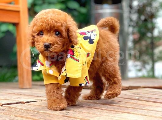 Toy Poodle Yavrumuz  'Frodo '