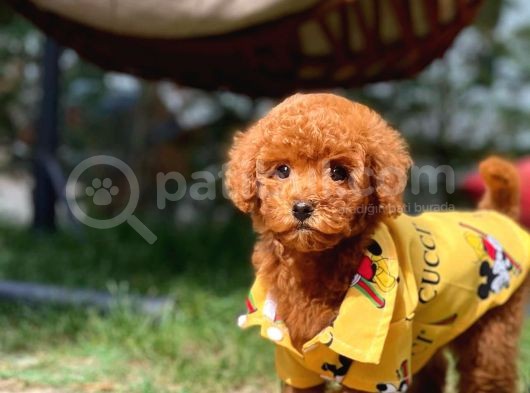Toy Poodle Yavrumuz  'Frodo ' görsel