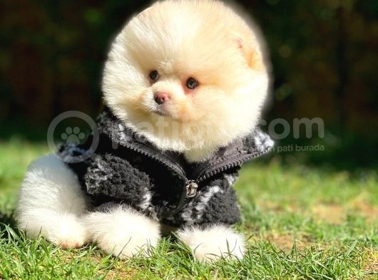 Ayı Surat Pomeranian Boo Yavrularımız