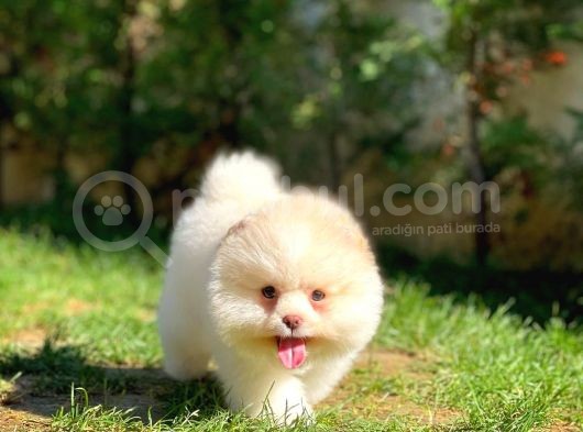 Ayı Surat Pomeranian Boo Yavrularımız görsel