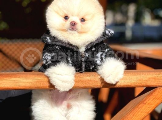 Ayı Surat Pomeranian Boo Yavrularımız görsel