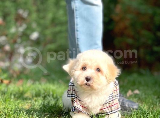 Maltese Terrier Oğlumuz Mario görsel