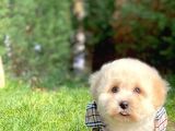 Maltese Terrier Oğlumuz Mario