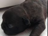 Exotic French Bulldog Yavrular