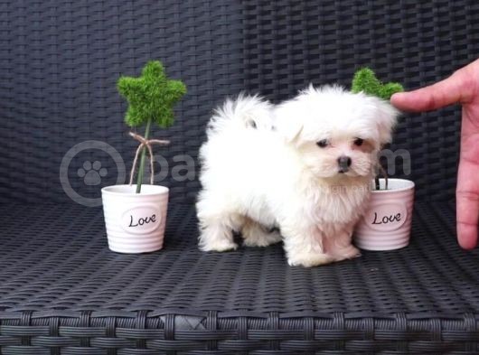 Ufak Boy Maltese Terri̇er