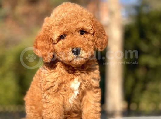 Toy Poodle Yavrularimiz