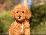 Toy Poodle Yavrularimiz