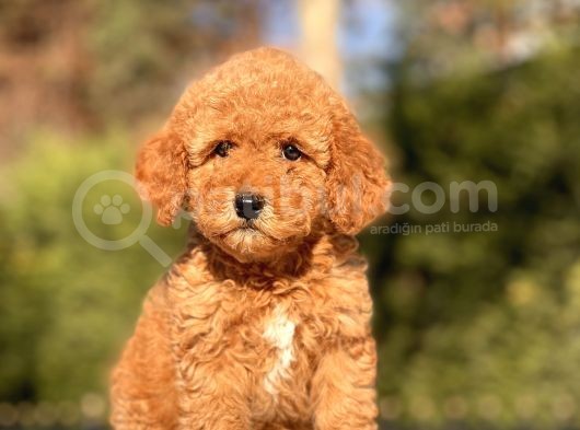 Toy Poodle Yavrularimiz görsel
