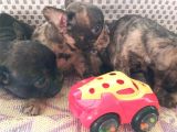 Exotic French Bulldog Yavrular