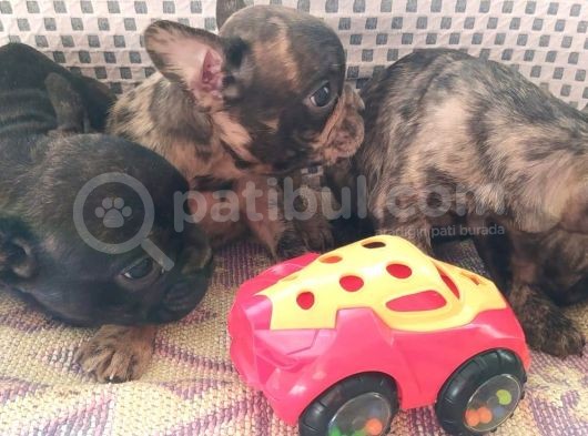 Exotic French Bulldog Yavrular görsel