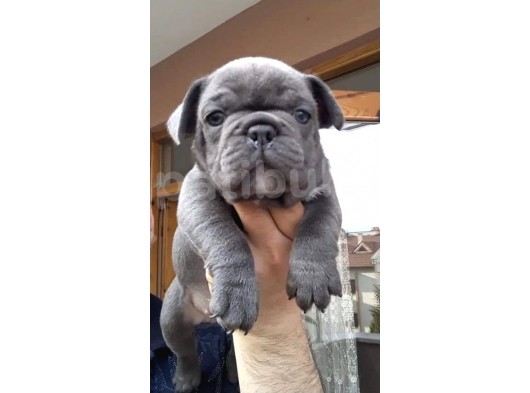Show Kali̇te French Bulldog görsel