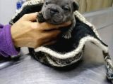 Show Kali̇te French Bulldog