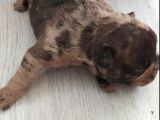 Exotic French Bulldog Yavrular