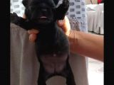 Exotic French Bulldog Yavrular