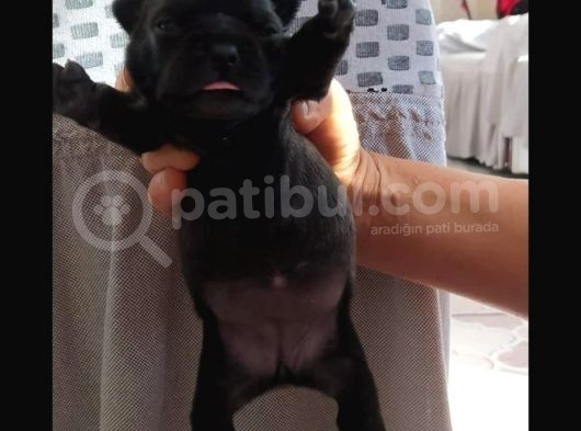 Exotic French Bulldog Yavrular görsel