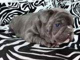 Show Kali̇te French Bulldog