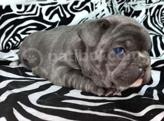 Show Kali̇te French Bulldog görsel