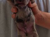 Exotic French Bulldog Yavrular