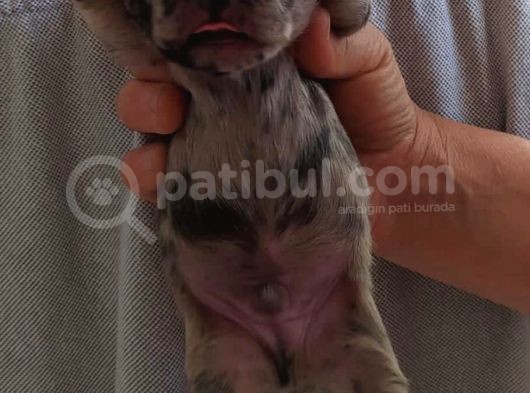 Exotic French Bulldog Yavrular görsel