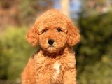 Toy Poodle Yavrularimiz