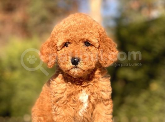 Toy Poodle Yavrularimiz görsel
