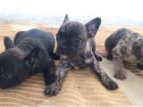 Exotic French Bulldog Yavrular